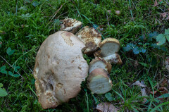 Butyriboletus subappendiculatus