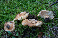 Lactarius intermedius