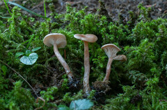 Pseudoomphalina kalchbrenneri