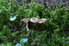 Pseudoomphalina kalchbrenneri