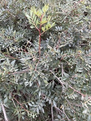 Pistacia lentiscus