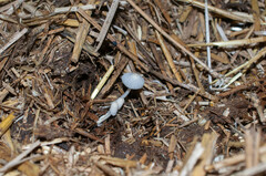 Coprinellus bisporus