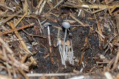 Coprinellus bisporus