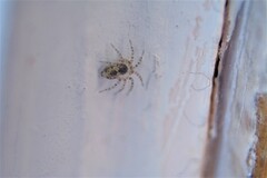Oecobius maculatus