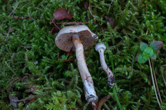 Cortinarius spilomeus