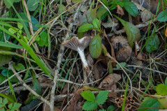 Gomphidius maculatus