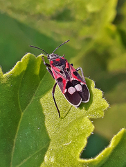 Lygaeus alboornatus