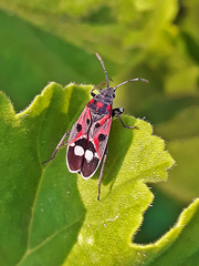 Lygaeus alboornatus