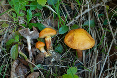 Gomphidius maculatus