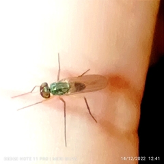 Dolichopodidae