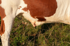 Firstpapillomavirinae