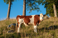 Firstpapillomavirinae