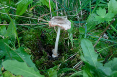 Volvariella murinella