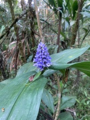 Dichorisandra thyrsiflora