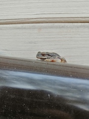Hyla orientalis