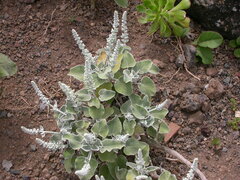 Sideritis cretica spicata