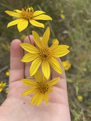 Helianthus schweinitzii