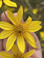 Helianthus schweinitzii