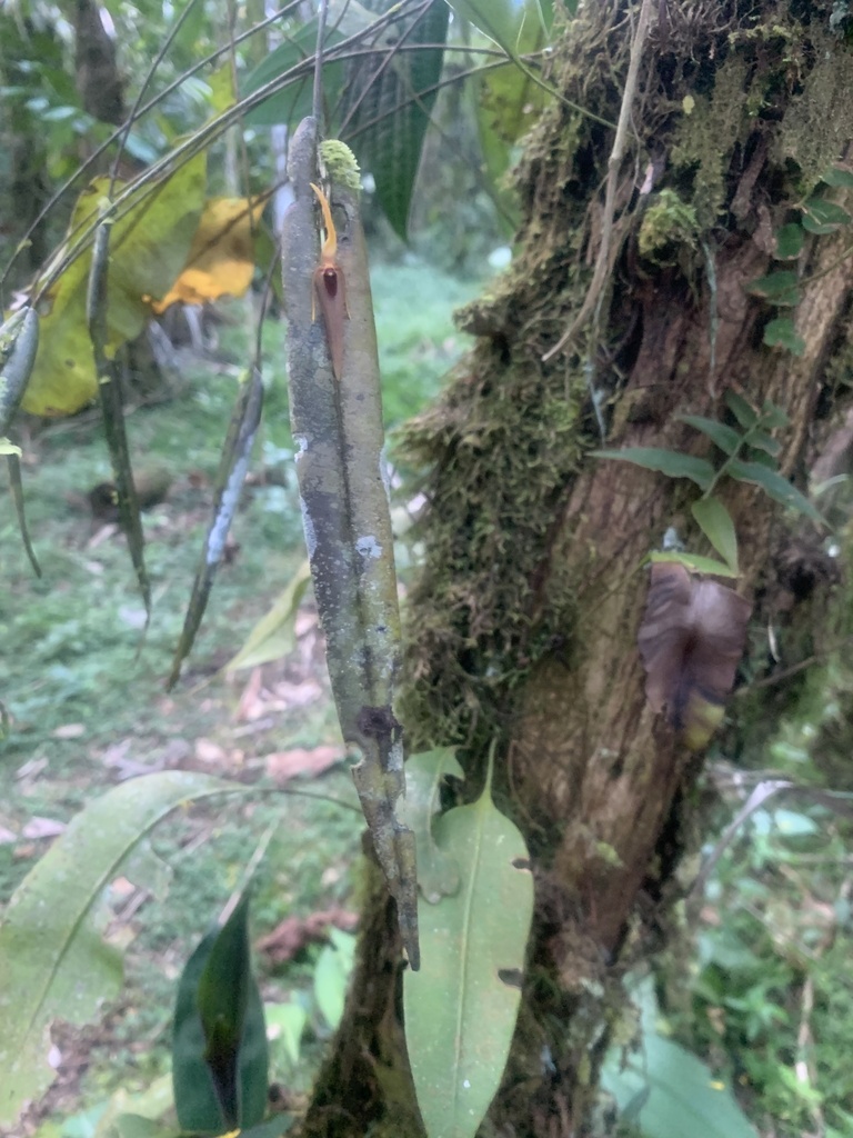 Pleurothallis angustissima