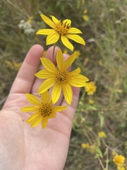 Helianthus schweinitzii