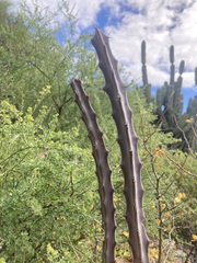 Peniocereus johnstonii