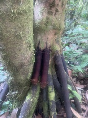 Iriartea deltoidea