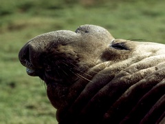 Mirounga leonina