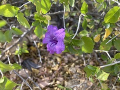 Ruellia californica
