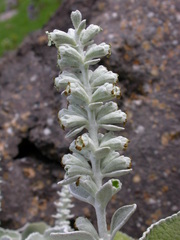 Sideritis cretica spicata