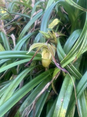 Phragmipedium longifolium