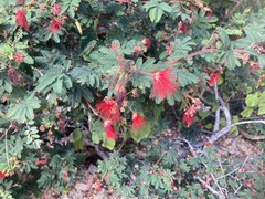 Calliandra californica