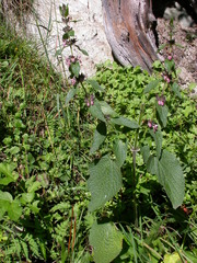 Stachys alpina
