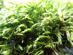 Homalothecium sericeum