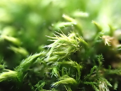 Homalothecium sericeum
