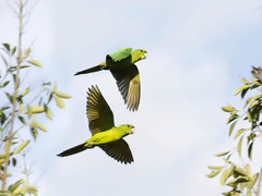 Psittacara holochlorus