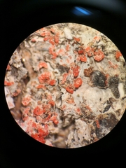Marchandiomyces corallinus