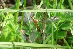 Tipula lunata