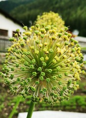 Allium giganteum
