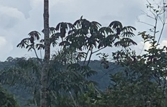 Rupornis magnirostris