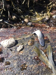 Testudinalia testudinalis