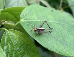Eneoptera surinamensis