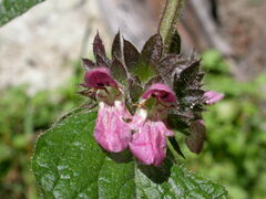 Stachys alpina