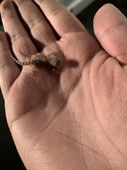 Hemidactylus turcicus