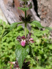 Stachys alpina