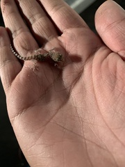 Hemidactylus turcicus