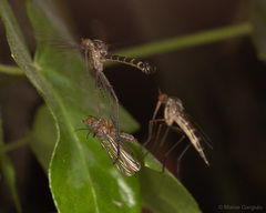 Empis