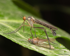 Empis