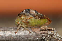 Cyrtolobus
