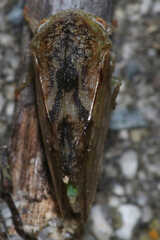 Cyrtolobus
