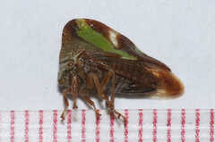 Smilia camelus